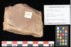 Foto (Objekt + Etikett) von Quercus palaeoilex Ettingshausen (NHMW-GEO-2024-0188-0921)